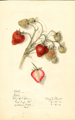Strawberries, Gill (1914)