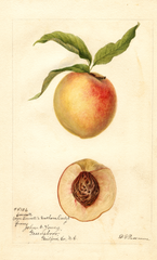 Peaches, Connetts Southern Early (1893)