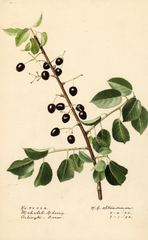 Cherries, Mahaleb Cherry (1920)