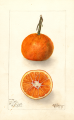 Oranges, Un-shu (1907)