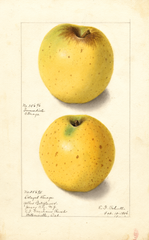 Apples, Yellow Bellflower (1906)