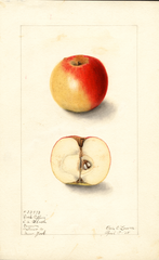 Apples, Rock Pippin (1905)