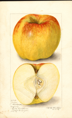 Apples, Yellow Newtown (1906)