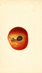 Apples, Winesap (1934)