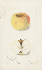 Apples, Athens Beauty (1902)