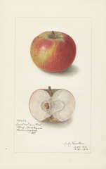 Apples, Australian Red (1912)