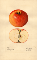Apples, Avera (1921)