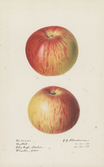 Apples, Babbitt (1918)