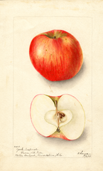 Apples, York Imperial (1904)
