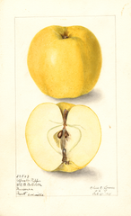 Apples, Alfriston Pippin (1908)