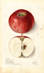 Apples, Alexander (1912)