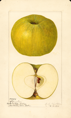 Apples, Alfriston (1921)