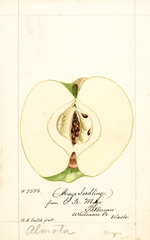 Apples, Maye (1894)