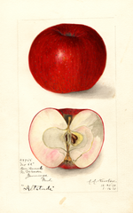 Apples, Altitude (1911)
