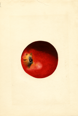 Apples, Baldwin (1927)