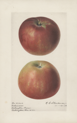 Apples, Arkansas (1919)
