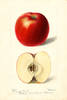 Apples, Arkansas Beauty (1897)