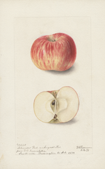 Apples, Arkansas Red (1899)