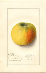 Apples, Yellow Newtown (1913)