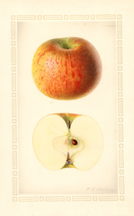 Apples, Yopp (1927)