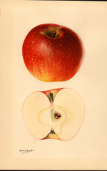 Apples, Willowtwig (1931)
