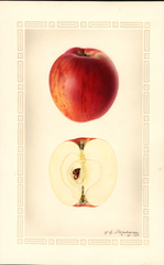 Apples, Wilson June (1933)