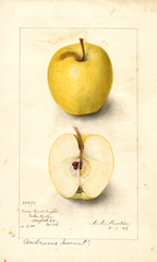 Apples, Andrews Sweet (1906)