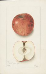 Apples, Annurco (1904)
