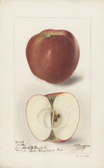Apples, Arabka (1898)