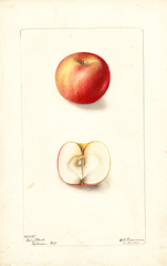 Apples, Baby Blush (1901)