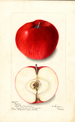 Apples, Bailey (1903)