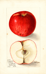 Apples, Bailey Sweet (1905)