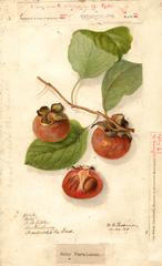 Persimmons, Ruby (1905)
