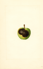 Apples (1914)
