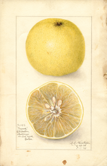 Grapefruits, Towus (1908)