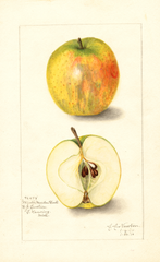 Apples, Winter Maiden Blush (1910)
