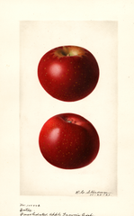 Apples, Yates (1921)