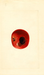Apples, Ben Davis (1910)
