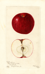 Apples, Father Abram (1901)