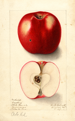 Apples, Ada Red (1906)