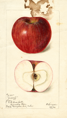 Apples, Zusoff (1898)