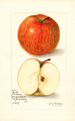 Apples, Banks (1907)