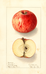 Apples, Baraboo (1909)