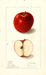 Apples, Barber (1908)