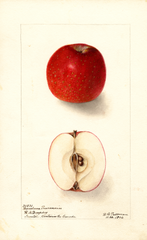 Apples, Barcelona Pearmain (1904)