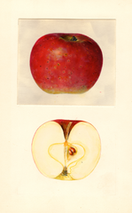 Apples, Barda (1939)