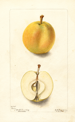 Apples, Barry (1901)