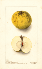 Apples, Battyam (1908)