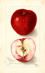 Apples, Baxter (1905)