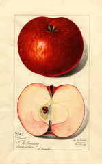 Apples, Baxter (1916)
